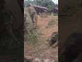 Adorable Baby Elephant Falls, Stuck Kitten Needs Help! #shorts