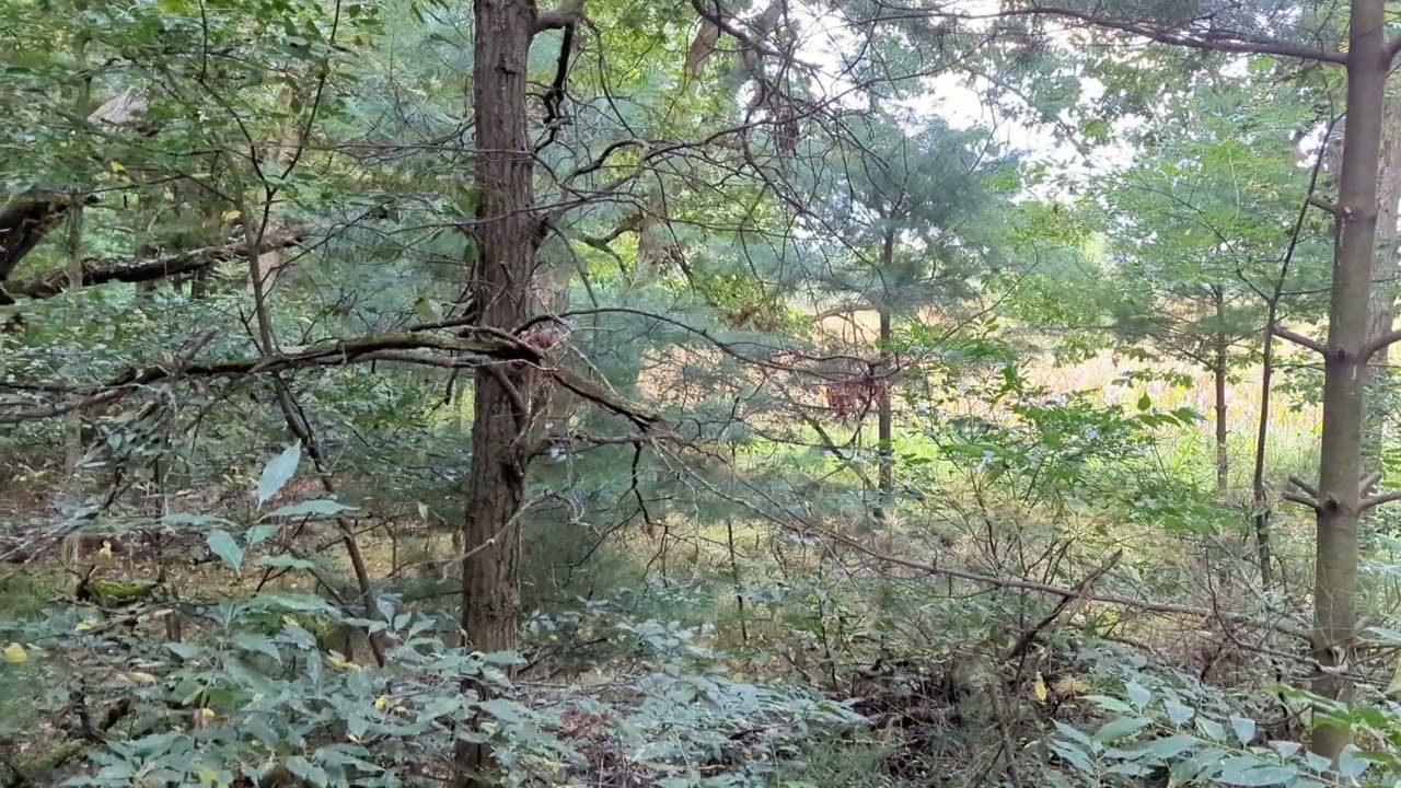 Bow Hunting Season Wisconsin September 18 2022 I Want A Buck YouTube bow-hunting-season-wisconsin-september-18-2022-i-want-a-buck-youtube