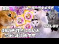 ラブライブの45万円の課金セット【猫ミーム】 #猫マニ #猫ミーム