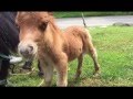 スエトシ牧場 そらまめより小さい馬が誕生!「えだまめ」