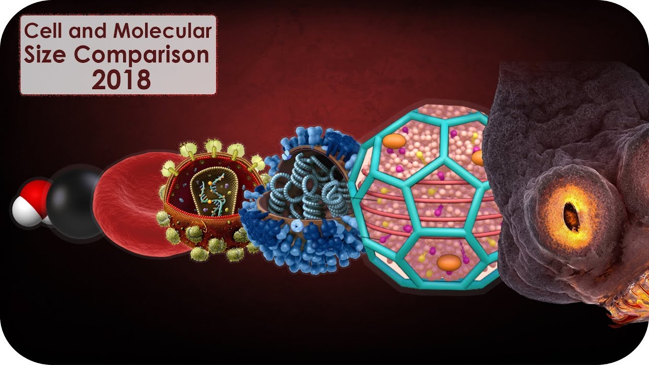 Cell And Molecular Size Comparison