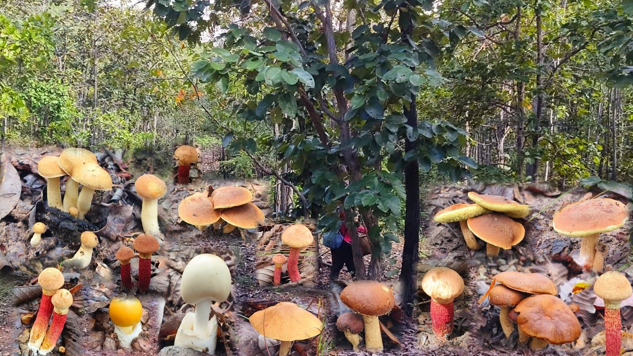 หาเก็บเห็ดผึ้งวันนี้เจอดอกใหญ่ๆขาอ้วนๆเก็บม่วนเก็บมันมือสาวแนทอีกแล้ว 12 พ. ย 2568