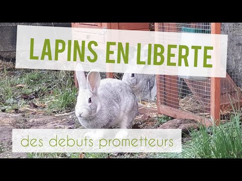 Vidéo: Le lapin de plein air en liberté | Garder un lapin hors de sa cage