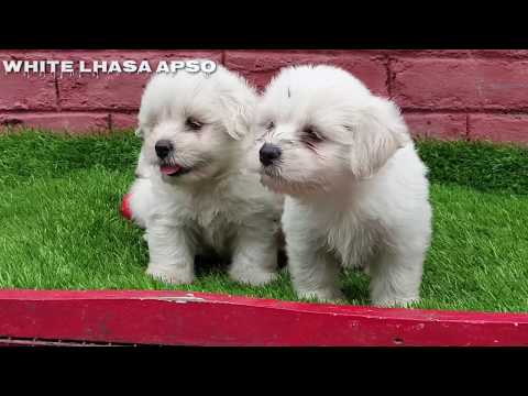rare-white-lhasa-apso-puppies-for-sale.-4-sweet-cute-full-white-lhasa-apso-pups.-ready-to-go
