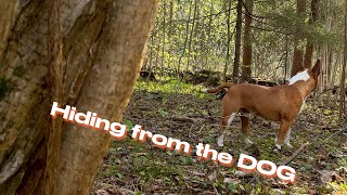 Hid from the dog in the forest. Minibull is looking for me. by Minibull Team 767 views 1 year ago 1 minute, 17 seconds