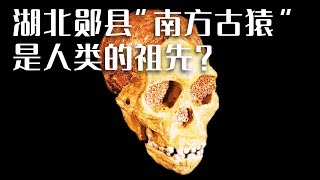 两件古人类头骨化石出土！专家推断其属于南方古猿 “人类起源说”被改写？《探索·发现》湖北十堰郧县人遗址 | 中华国宝