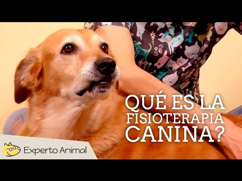 Vídeo: Què és La Teràpia Canina