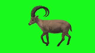 animals green background video copyright free