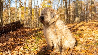 A Wheaten's Fall Foliage Hike (a6400, Rokinon 12mm AF & Crane M2) by Dennis Edward Mezerkor 79 views 2 years ago 5 minutes, 55 seconds