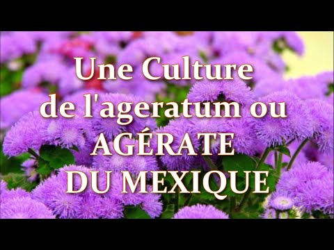 Vidéo: Plantes Ageratum - Cultiver et prendre soin des Ageratums