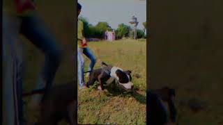 Pitbull 2 Months To 15 Months