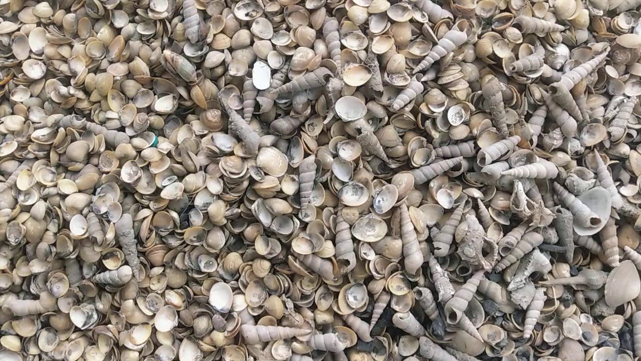 Chippi Shell Pushparaj shell sunnambu. Kilinjal Sunnambu. Chippi sunnambu. Kiliinjl ...