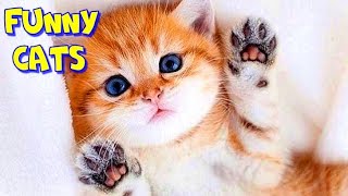 🐱ТАКИХ НЯШНЫХ ВЫ ЕЩЁ НЕ ВИДЕЛИ! YOU HAVE NEVER SEEN SO CUTE!