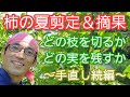 【柿(カキ)の夏剪定&摘果】不要な枝と実を見分ける方法※昨冬からの続き(2023年7月)🍃🟢