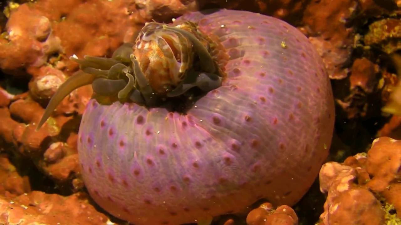 壮絶 イソギンチャクの捕食 Predators Sea Anemone Youtube