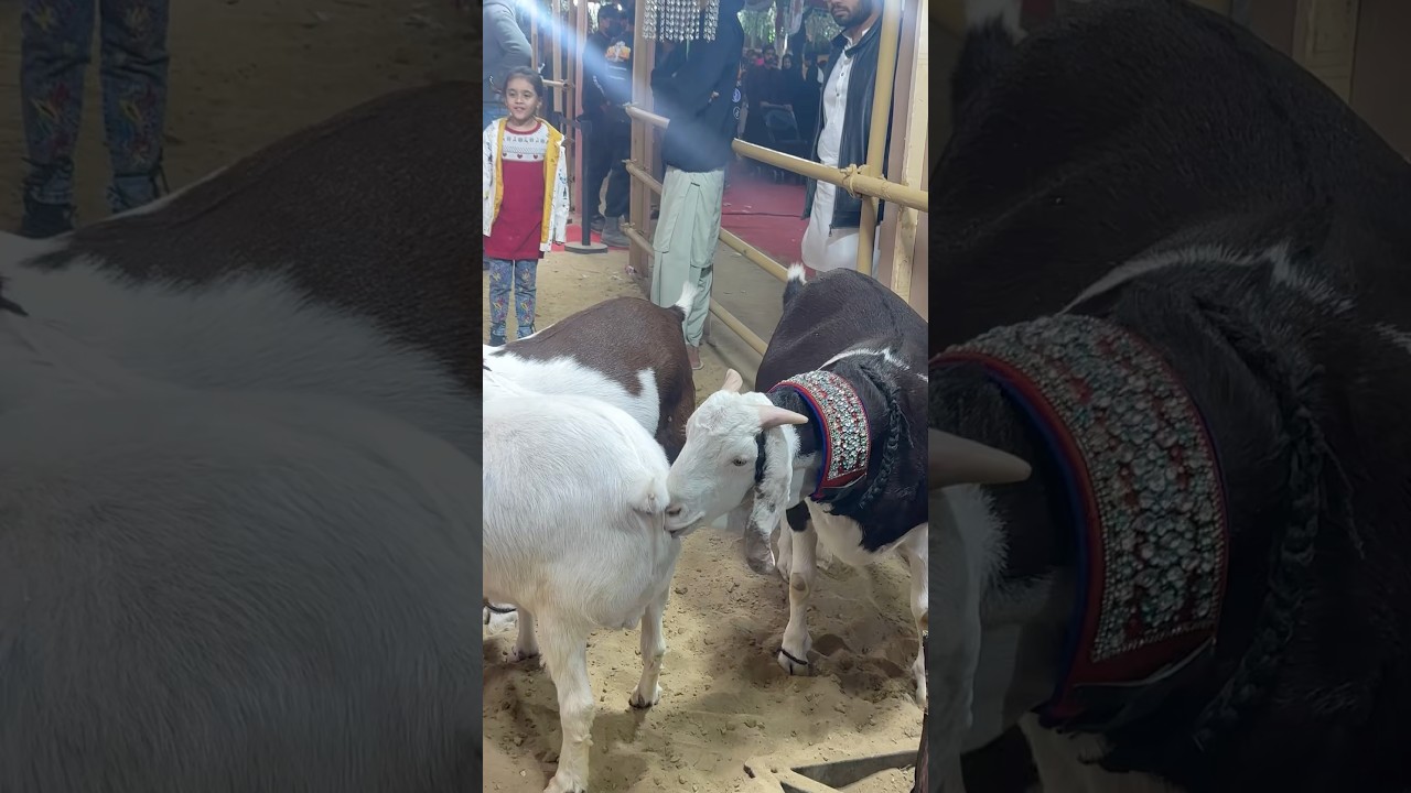 Dalfa Cattle Show 2025, teddy Bakra 