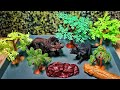 Menyusun Diorama Dunia Purba 🌿 Unboxing &amp; Setup Mainan Dinosaurus Triceratops