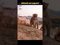 Leopard vs Falcons 😱 | Aasman vs Jungle Ka Ultimate Battle 🐆🦅🔥 BEASTNOVA #animals #wildlife #lepord
