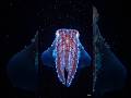 Vampire Squid #science #education #ocean #sea #shorts #viral #facts #study #viralshorts #short