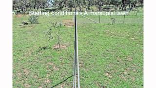 Kangaroos,Rabbits and Grass 2011