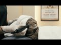 キジトラ猫のHanaの韓国弾丸旅行!Hana the Calico Cat's Korean Whirlwind Trip!