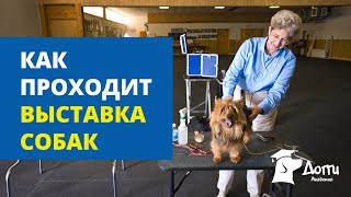 Как проходит выставка собак. Что с собой взять на выставку?