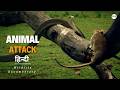 Animal attack rate africa     wildlife documentary in hindi