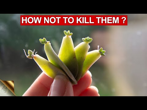 Video: Vetplanten: soorten en basisregels voor zorg