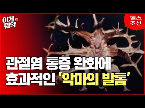 관절염 통증 완화한다는 생약 성분 &rsquo;악마의 발톱&rsquo;, 과연 효과는?