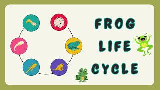 Life Cycle of a Frog | Science for Kids