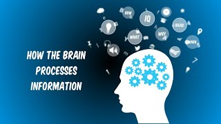 How Our Brain Processes Information: Understanding the Science of Perception
