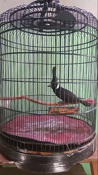 cililin jawa belajar bunyi