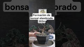 Formación de bonsai alambrado 2026 #bonsai #bonsaitihon #plantas #jardin #bonsaitree