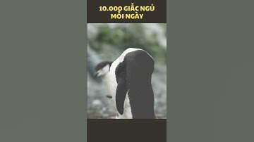 Bí mật đằng sau việc Chim cánh cụt ngủ 10,000 giấc mỗi ngày | KIẾN THỨC HÔM NAY #shorts
