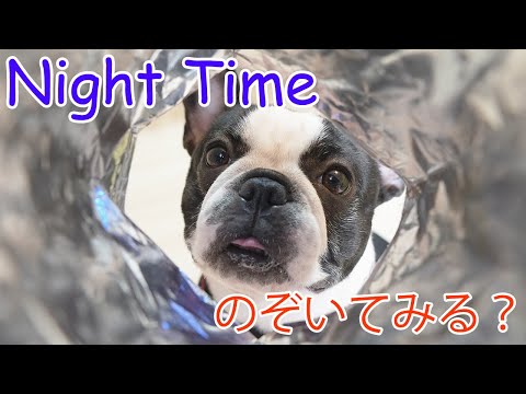 愛犬の夜の行動が可愛すぎた。平和な日常っていいね【フレンチブルドッグとボストンテリア】