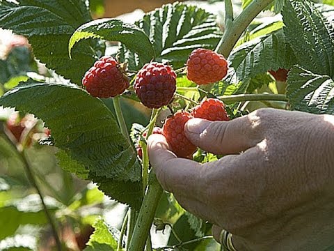 Vidéo: 3 façons de planter de la ciboulette