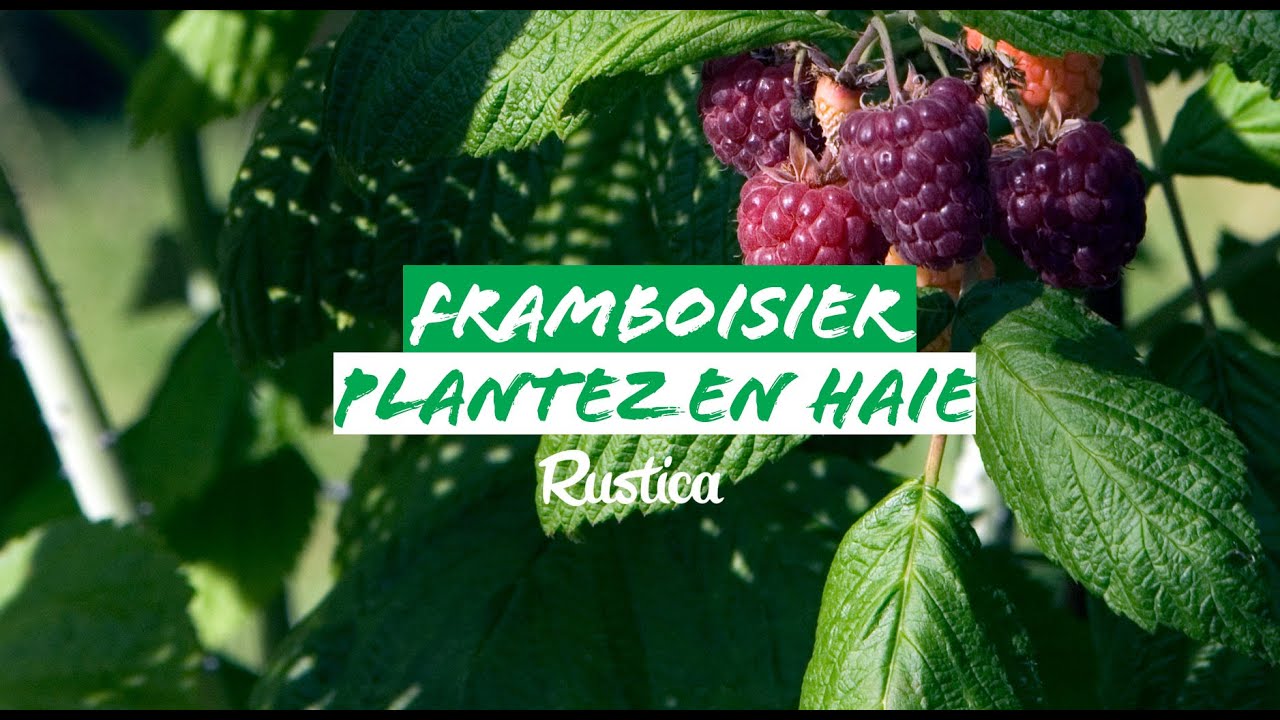 Planter un framboisier