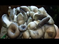 Маринованные грибы вешенки (лучший рецепт)