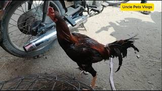 Aseel Murga Desi murga mandi Sunday Bazar Nadia ghee mill Lahore | Love birds for sale
