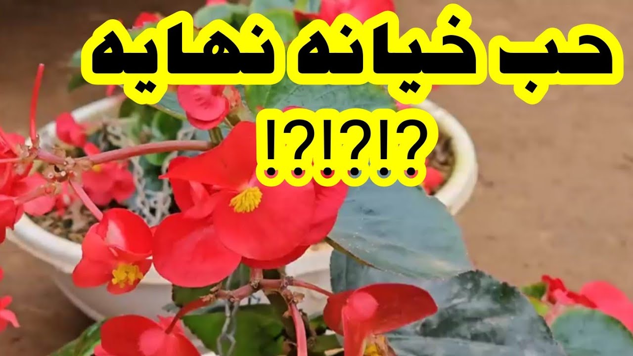 #قصة_حب_كلها_مفاجئات ⁉️⁉️⁉️