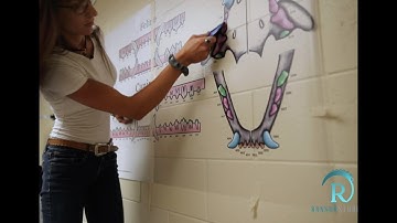 How to Install Vinyl Mural Decal (Center Hinge Method)