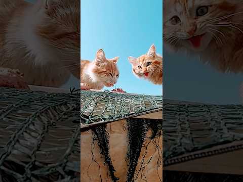 قیافه خرشو نگا گربه حیوان خانگی   پت    گربه خیابانی