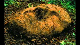 How it is By Samuel Beckett - Poem - animation
