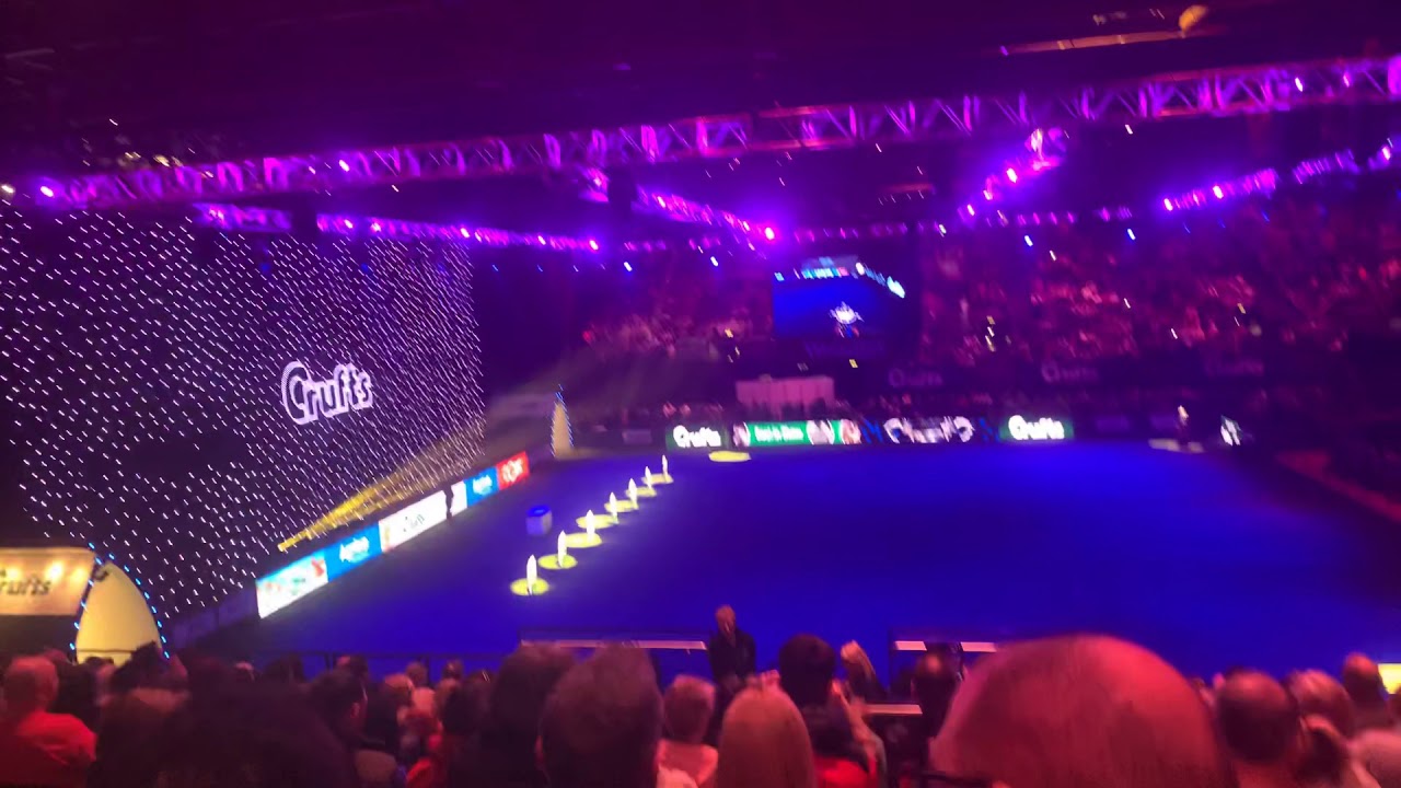 Crufts best in show 2020 YouTube