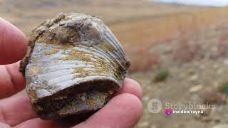How Do We Record Past Climate?:  A Dive into Ice Cores & Foraminifera Paleontology