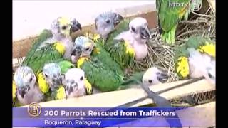 Animal Trade; Awareness Monologues