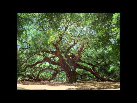 Last Of the Living Live Oak Trees