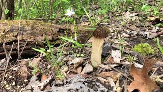 Hunting for Morel Mushrooms