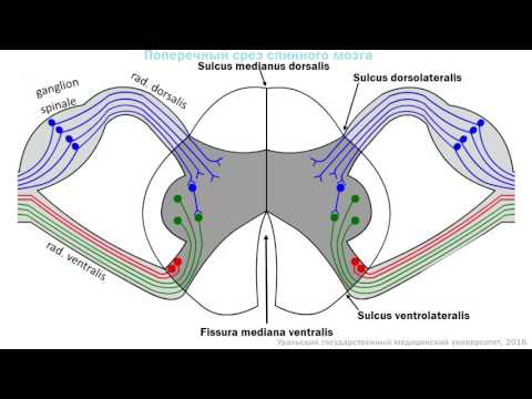Спинной мозг: топография, строение, функции, кровоснабжение