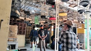 MINGGU 23 AGUSTUS 2026 UPDATE STOK BURUNG TERBARU FUL BARU DATANG